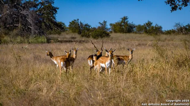 7702 ranch road 965 Llano, TX 78643